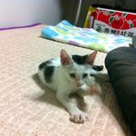 애기 고양이...