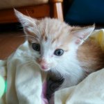 ▶☆★[사진有] 봐주세요 너무아픈 애기고양이★☆◀