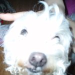 우리집 꾀죄죄씨를 소개합니다!