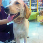 <b>방배동</b> 리트리버종 (대형견) 의 주인을 찾습니다!