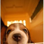 ⊙▽⊙ 우리가 몰랐던 이야기 -9 (사진有)