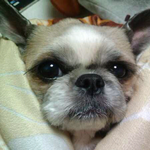 귀여운 동생 <b>몽이</b>를 아시나요?