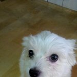 서울시관악구<b>봉천동</b>(중앙동)하얀말티즈를 분실하였습니다..