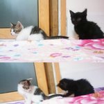 길에서 뎃고온 우리 <b>야옹이들</b>  안녕?♥