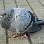 [충격有]  닭둘기의 공포