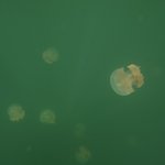 혼자 떠난 남<b>태평</b>양의 작은섬나라 바닷속 여행기^^