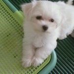 우리집 강아지 두부 성장 일기