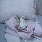 ★★★여려분!<b>지구</b>멸망 투표좀 해주세요 ㅠㅠㅠㅠㅠㅠㅠㅠㅠㅠ★★★