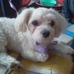 8월 14일 일요일 포항 <b>죽도</b> 시장에서 주인을 잃어버린 말티즈를...