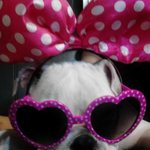 ★★tv<b>동물</b>농장에 나왔던 걷지못하는 빼꼼이(수정+)★★