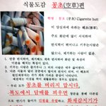식물도감 꽁초[꽁초는 <b>해초</b>{害草}다]