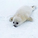 이런 물범으로 모피를 ..?