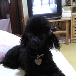 똥펄 ♥ 똥개 ♥ - 1