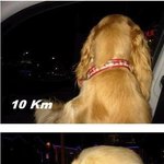 자동차<b>속도</b>에따른강아지의표정변화