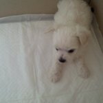 인형같은 보스boss