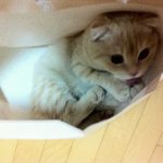 <b>준수</b>가 키우는 고양이중 레오