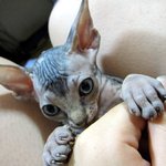 이미지 <b>레디</b>좀 하실 줄 아는 분 ㅠㅠ