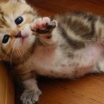 나 <b>묵찌빠</b>빠