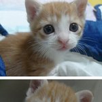 [스압有] 우리집 <b>실세</b> 고양이를 소개합니다