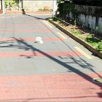 네이버 <b>지도</b>검색하다 짝짓기하는 개발견ㅋㅋㅋㅋㅋㅋㅋㅋㅋ