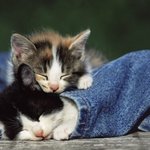 ●●●우리나라귀요미 소품들23탄!●●●