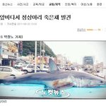 ★★진짜 <b>상어</b>가 슈퍼주니어 노래 때문에 죽은거예요??★★