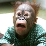 ★★★자꾸일본인보고<b>원숭이</b>라하지마세요ㅡㅡ★★★