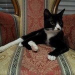 딸셋 + 냥이 세마리 ! (사진有有有)