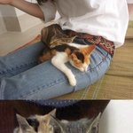 버려진 고양이 두마리를 주웠어요 ㅠ_ㅠ 얘네들 어쩌면 좋죠