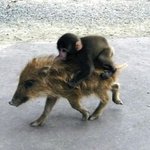 ♥♥내가모은 귀요미들 사진 사랑이 <b>용암</b>처럼 솟아오름 ♥♥