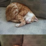 고양이자는모습 원래다이런가요ㅋㅋㅋㅋㅋ??(스압有)