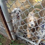 유기견 보호소 봉사다녀왔어요 ㅜ_ㅜ 스압 스압 스압 그래도 봐주세요♡