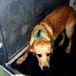 ★☆★꼭읽어주세요!!<b>동물</b>실험!!매초마다20마리의<b>동물</b>들이죽어가고있습니다...