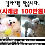 ◆◆◆ 인천 숭의동 / 강아지를 찾습니다. ◆◆◆