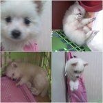 ▶3달된 커플과 사는 나의 생활◀