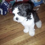  　우리<b>도넛</b>은 씨츄가 아닌거같애여~~~~~~~~~~~~~~~~~~