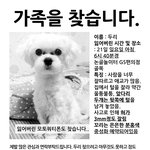 성남시 수정구 단대동 논골놀이터 <b>gs</b>편의점 골목 말티즈 강아지를...