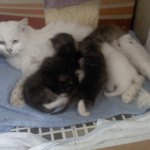 구조한 후 출산한 고양이. 혼절에 구토.. 경계심까지.. 읽어보시고...