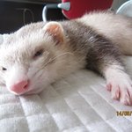 ★★★★우리집 귀염둥이 막내★★★★★
