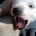 ★★사진有//강아지 좋아하시는분 !!! 혼자보기 아까운 우리 귤이를...