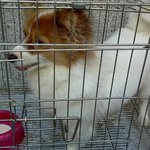주례동 <b>동주</b>초등학교 부근 주택가서 강아지를 잃어버렸어요 ㅜㅜ(사례...