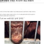 <b>침팬지</b>가 인간에게하는말