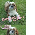얼짱 <b>시</b><b>츄</b>강아지들 새로운 주인이 필요해요 !! ㅠ