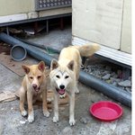 복순이를 살려주세요. 도와주세요!!!!!!