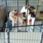 유기동물보호소 봉사활동다녀왔어요!