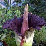 <b>시체</b> 냄새가 나는 꽃. 타이탄 아룸(titan arum)
