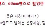 삼성카메라 nx 접사렌즈 60mm로 찍은 곤충사진~ 정말 신기하죠...