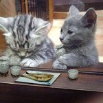 <b>잘</b> 될꺼에요~ 아기냥<b>이</b>들 생각하사 힘내시와요^^