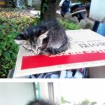 김해) 아기 고양이 키우실분 (사진有)