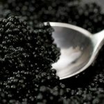 비싼 캐비어와 <b>송로</b><b>버섯</b>들 ㅋㅋㅋㅋ 페리에주에 (펌)